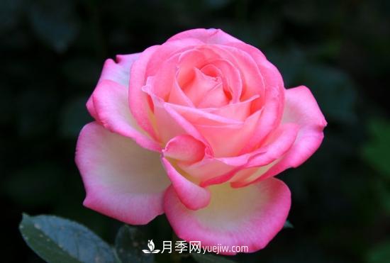月季網(wǎng)教你如何區分月季和玫瑰(圖1) 月季網(wǎng)教你如何區分月季和玫瑰(圖1)