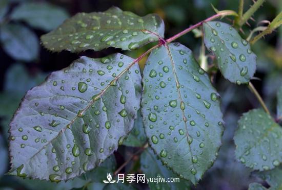 月季網(wǎng)教你如何區分月季和玫瑰(圖3) 月季網(wǎng)教你如何區分月季和玫瑰(圖3)