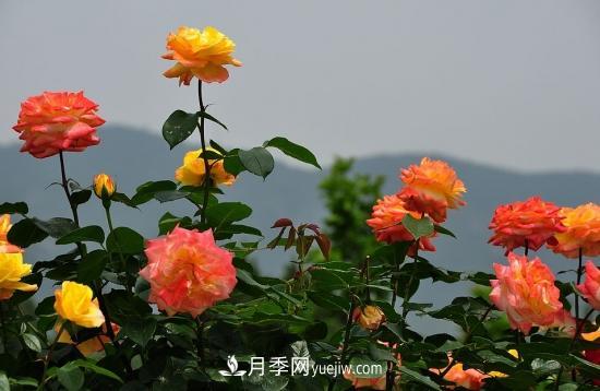 月季網(wǎng)教你如何區分月季和玫瑰(圖8) 月季網(wǎng)教你如何區分月季和玫瑰(圖8)