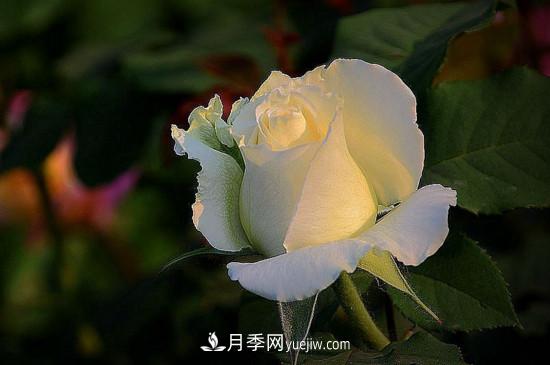 月季的花瓣有什么作用？月季花瓣的4大作用(圖3)