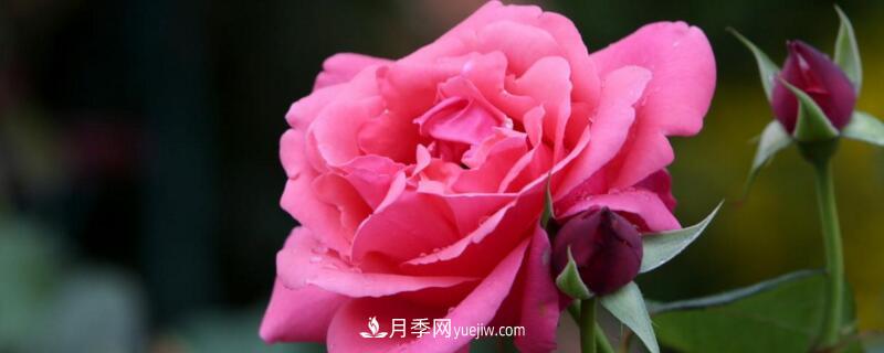 月季的花瓣有什么作用？月季花瓣的4大作用(圖1)