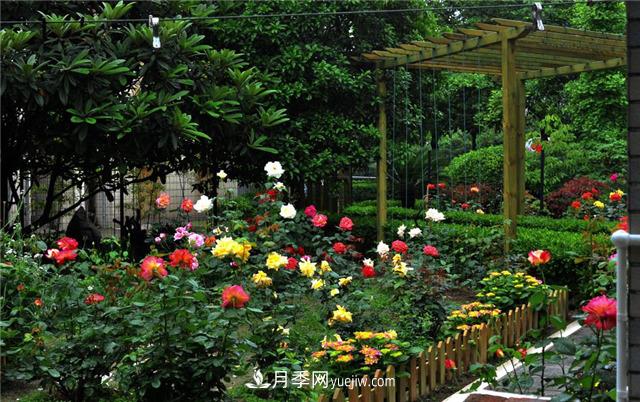 南通市花是什么？南通市花是月季(圖1)