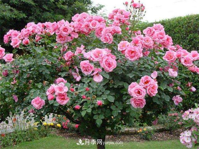 南通市花是什么？南通市花是月季(圖2)