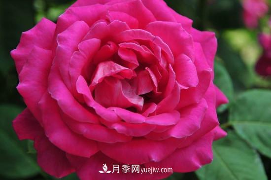 東陽(yáng)市花是什么花？東陽(yáng)市花是月季(圖3)