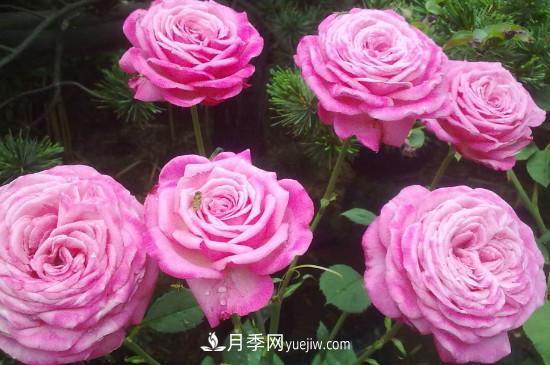 東陽(yáng)市花是什么花？東陽(yáng)市花是月季(圖2)