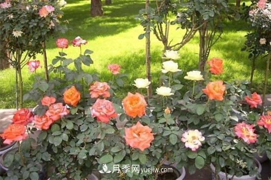 月季花什么時(shí)候開(kāi)？南陽(yáng)月季花期4～11月(圖1)