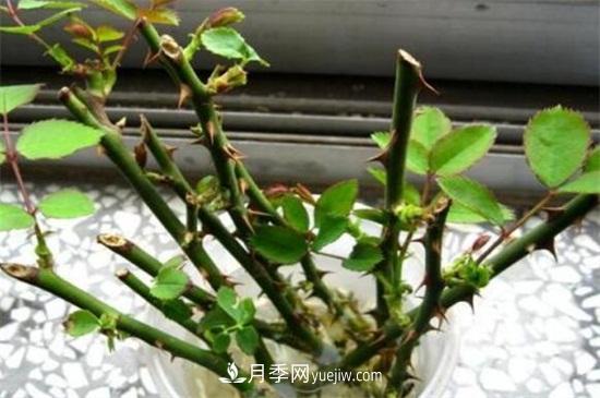 造成月季只長(cháng)枝條而不開(kāi)花有(圖1)