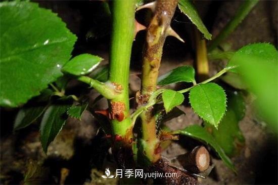 造成月季只長(cháng)枝條而不開(kāi)花有(圖2)