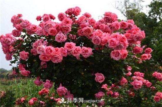 月季花可以澆茶葉水嗎？不可以(圖2)