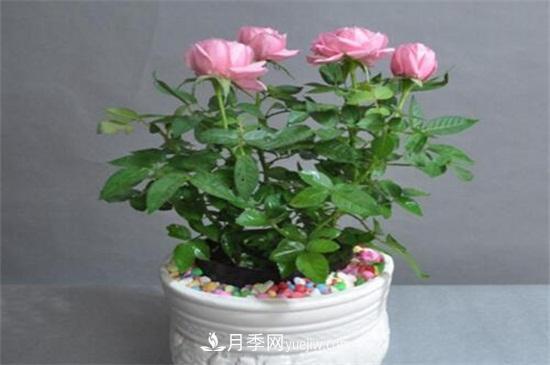 月季花可以澆茶葉水嗎？不可以(圖1)
