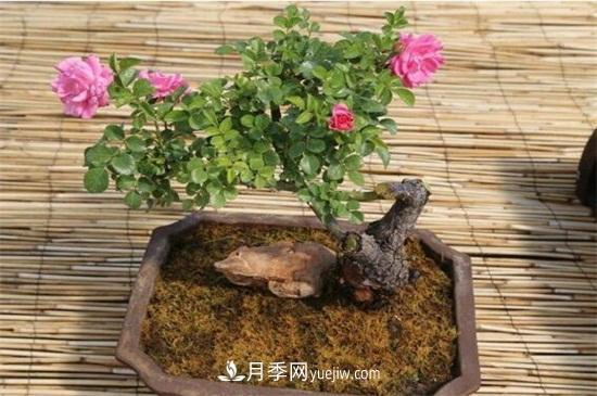 月季花可以澆茶葉水嗎？不可以(圖6)