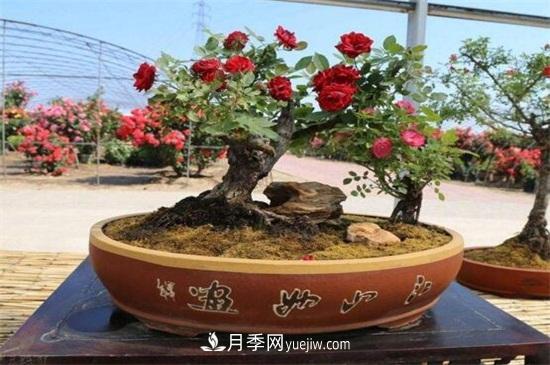 月季花可以澆茶葉水嗎？不可以(圖5)