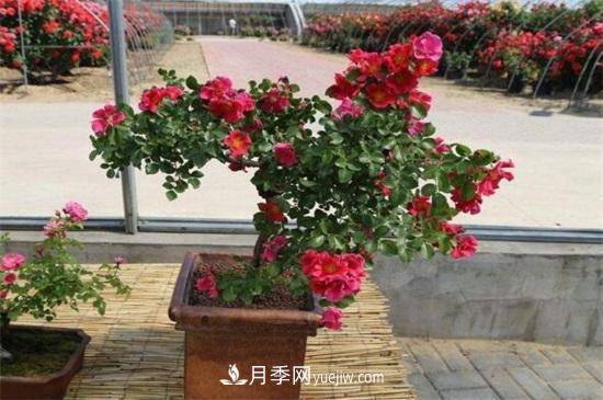 月季花可以澆茶葉水嗎？不可以(圖4)