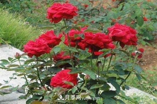 月季花可以澆茶葉水嗎？不可以(圖3)