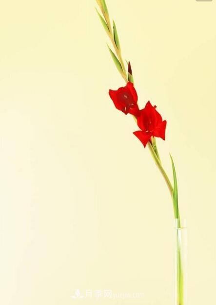 傳統的四大切花包括月季，菊花，康乃馨，劍蘭(圖2)