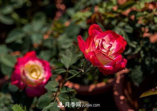 傳統的四大切花包括月季，菊花，康乃馨，劍蘭(圖1)