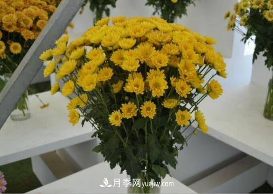 傳統的四大切花包括月季，菊花，康乃馨，劍蘭(圖3)
