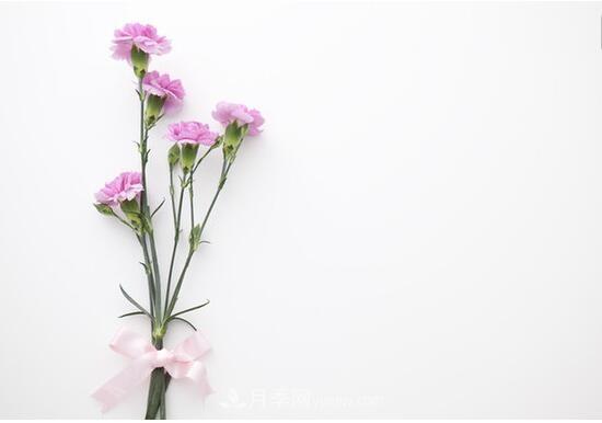 傳統的四大切花包括月季，菊花，康乃馨，劍蘭(圖4)