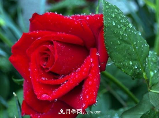 玫瑰花的繁殖方法：常用嫁接、扦插或壓條等方法繁殖(圖1)