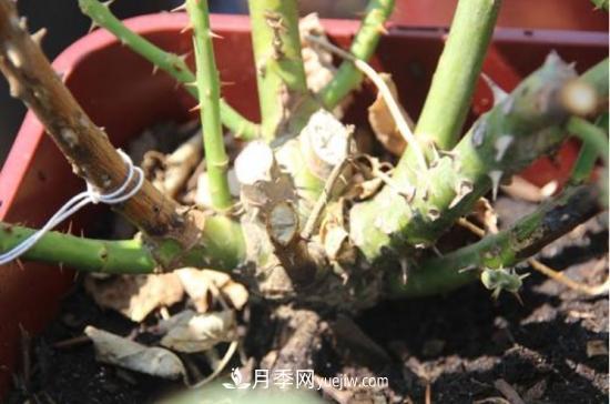 玫瑰花的繁殖方法：常用嫁接、扦插或壓條等方法繁殖(圖5)