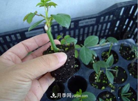 玫瑰花的繁殖方法：常用嫁接、扦插或壓條等方法繁殖(圖4)