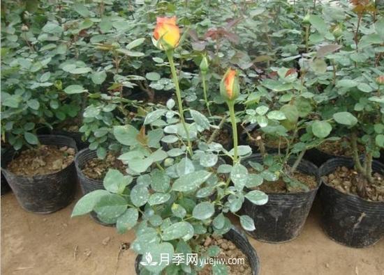 玫瑰花的繁殖方法：常用嫁接、扦插或壓條等方法繁殖(圖2)
