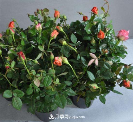 玫瑰花的繁殖方法：常用嫁接、扦插或壓條等方法繁殖(圖3)