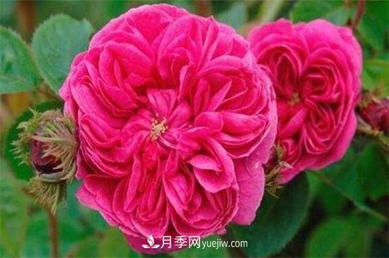 大馬士革玫瑰能吃嗎？用于制作花醬或者泡茶食用(圖1)