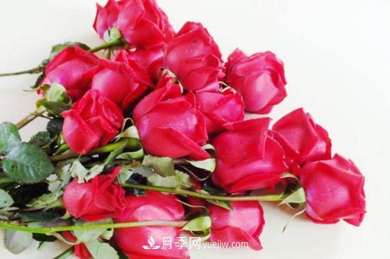 21朵玫瑰花代表什么？你是我的***愛(ài)以及真誠的愛(ài)(圖1)
