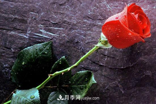21朵玫瑰花代表什么？你是我的***愛(ài)以及真誠的愛(ài)(圖3)