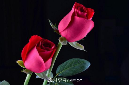 21朵玫瑰花代表什么？你是我的***愛(ài)以及真誠的愛(ài)(圖5)