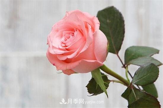 玫瑰品種有哪些？十大玫瑰花品種介紹(圖2)