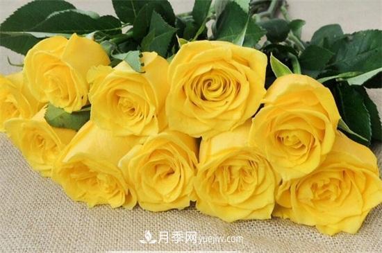 玫瑰品種有哪些？十大玫瑰花品種介紹(圖3)