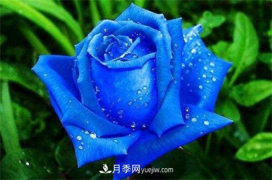玫瑰品種有哪些？十大玫瑰花品種介紹(圖4)