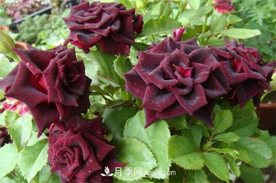 玫瑰品種有哪些？十大玫瑰花品種介紹(圖8)