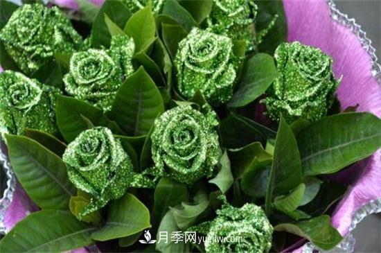 玫瑰品種有哪些？十大玫瑰花品種介紹(圖7)