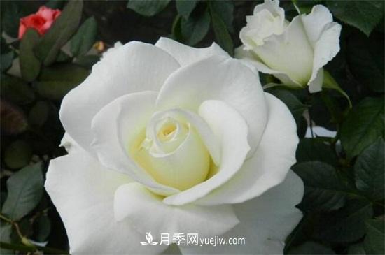 玫瑰品種有哪些？十大玫瑰花品種介紹(圖6)