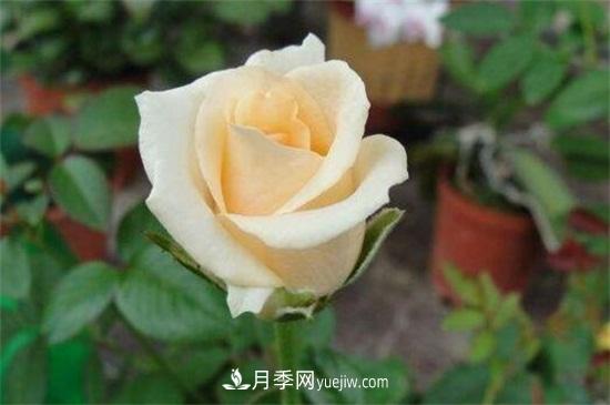 玫瑰品種有哪些？十大玫瑰花品種介紹(圖9)