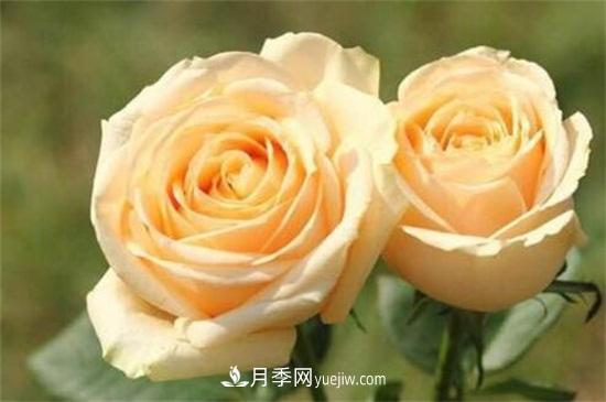 玫瑰品種有哪些？十大玫瑰花品種介紹(圖10)