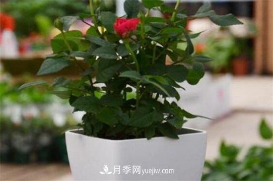 盆栽玫瑰花冬天怎么養？盆栽玫瑰冬天養護方法(圖1)