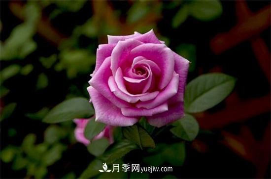 玫瑰花多少錢(qián)一朵(圖1)
