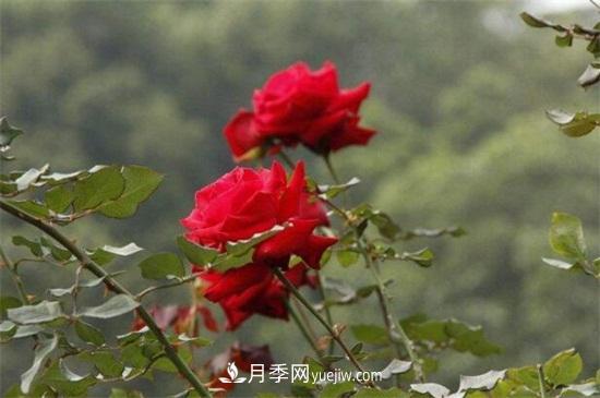 玫瑰花多少錢(qián)一朵(圖2)