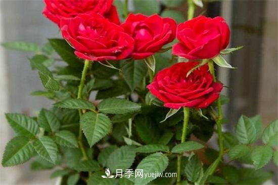 玫瑰花怎么養護？五步教你養好玫瑰花(圖2)