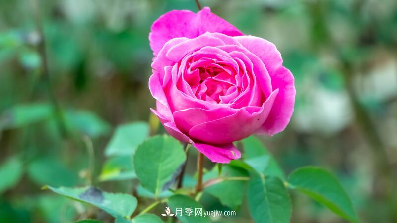 玫瑰花怎么養護？五步教你養好玫瑰花(圖1)