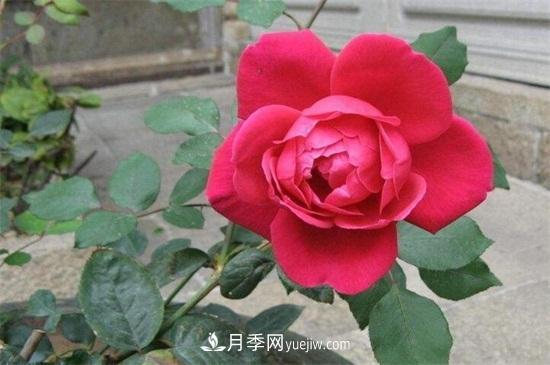 玫瑰花怎么養護？五步教你養好玫瑰花(圖3)