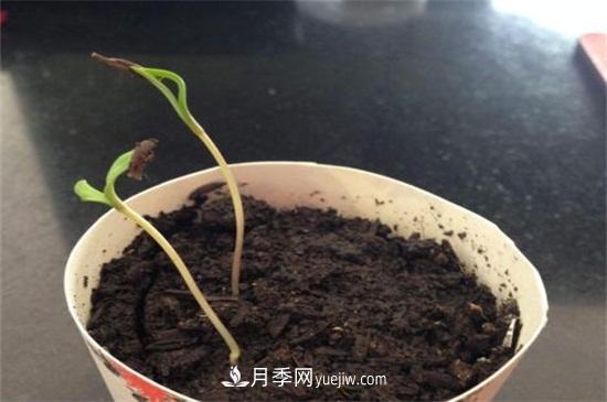 玫瑰花怎么種？玫瑰花種植方法和步驟(圖1)
