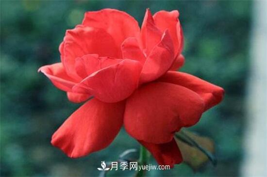 玫瑰花的冬季養護(圖2)