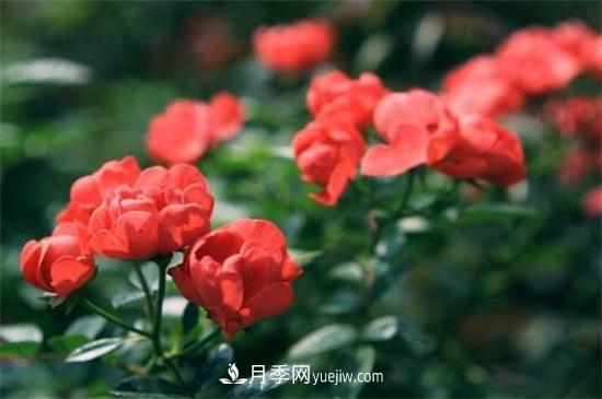 玫瑰花的冬季養護(圖1)
