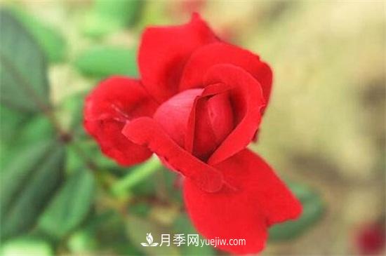 玫瑰花的冬季養護(圖3)