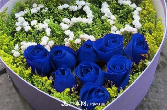 送玫瑰花的花語(yǔ)代表的意義(圖1)